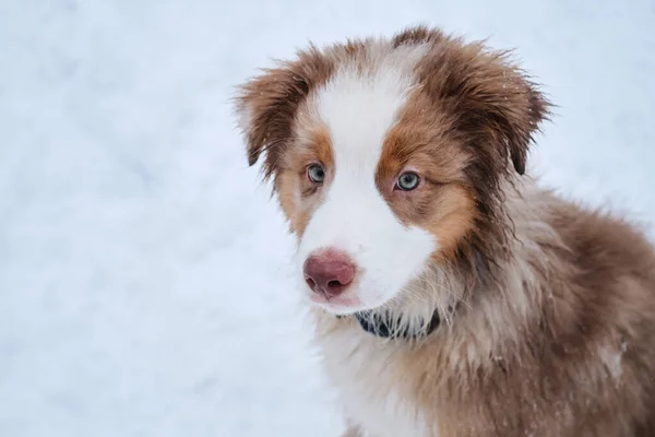 オーストラリアの羊飼いの子犬は冬に雪を背景に襟の肖像画で赤いメルルを閉じます 新鮮な空気中のオーストラリアの子犬 若いサラブレッド犬 — ストック写真