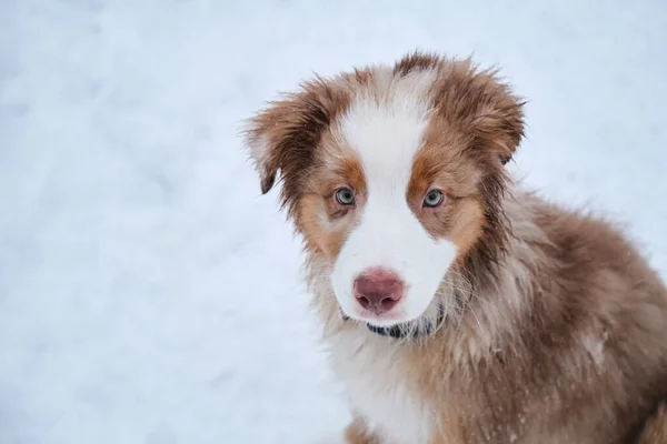 オーストラリアの羊飼いの子犬は冬に雪を背景に襟の肖像画で赤いメルルを閉じます 新鮮な空気中のオーストラリアの子犬 若いサラブレッド犬 — ストック写真