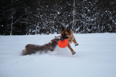 German Shepherd running through snow against winter forest with flying saucer in teeth and Australian Shepherd puppy is also trying to catch up with. Aussie red tricolor. Sports with dogs.