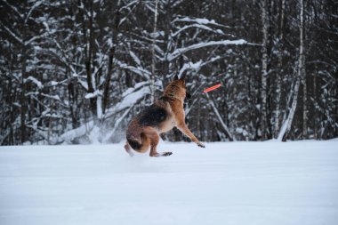 Black and red German Shepherd jumps in snow against background of winter forest and tries to catch orange disc. Sports with dog outside. Flying saucer toy.