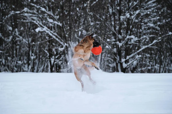 Black Red German Shepherd Jumps Snow Background Winter Forest Catches — Stock fotografie