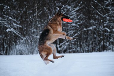 Black red German Shepherd jumps in snow against background of winter forest and catches an orange disk with teeth. Sports with dog outside. Flying saucer toy. Agile and energetic.