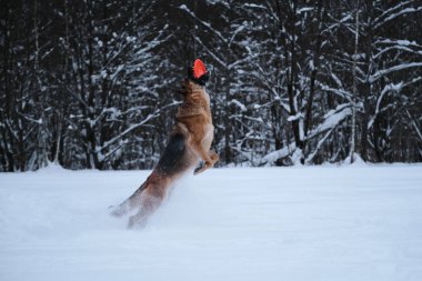 Black red German Shepherd jumps in snow against background of winter forest and catches an orange disk with teeth. Sports with dog outside. Flying saucer toy. Agile and energetic.