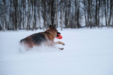 Black red German Shepherd runs quickly through snow against background of winter forest and holds orange disk in teeth. Sports with dog outside. Flying saucer toy. Agile and energetic.