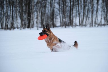 Black red German Shepherd runs quickly through snow against background of winter forest and holds orange disk in teeth. Sports with dog outside. Flying saucer toy. Agile and energetic.