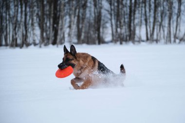 Black red German Shepherd runs quickly through snow against background of winter forest and holds orange disk in teeth. Sports with dog outside. Flying saucer toy. Agile and energetic.