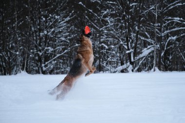 Black red German Shepherd jumps in snow against background of winter forest and catches an orange disk with teeth. Sports with dog outside. Flying saucer toy. Agile and energetic.