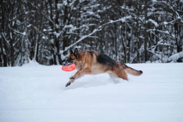 Black Red German Shepherd Runs Quickly Snow Background Winter Forest — стоковое фото