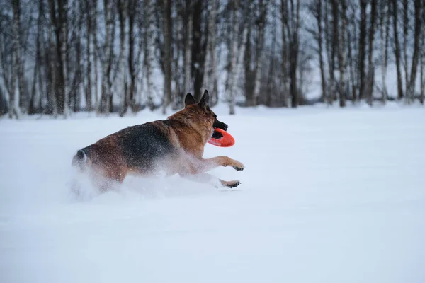 Black Red German Shepherd Runs Quickly Snow Background Winter Forest — Stok fotoğraf