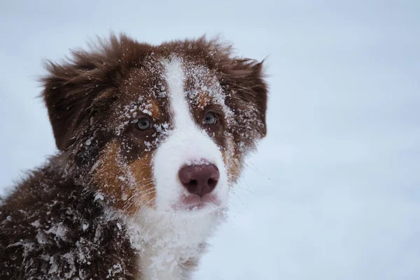 白い雪の上にオーストラリアの羊飼いの子犬の肖像画 聡明な茶色の目と面白い耳を持つ魅力的な若いサラブレッド犬 冬のオージーレッドトリコロール — ストック写真