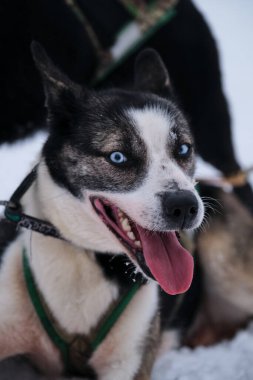 Black and white Alaskan husky is lying on snow in harness and waiting for start of race. Northern breed of sled dogs, strong and hardy. Bright blue eyes.