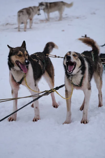 Dos Huskies Rojos Blancos Alaska Están Pie Arnés Esperando Inicio —  Fotos de Stock