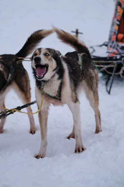 Northern Sled Dog Breed Mix Best Fast Energetic Alaskan Husky — стоковое фото