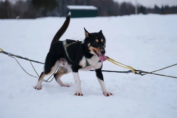 Northern Sled Dog Breed Mix Best Fast Energetic Alaskan Husky — Stockfoto