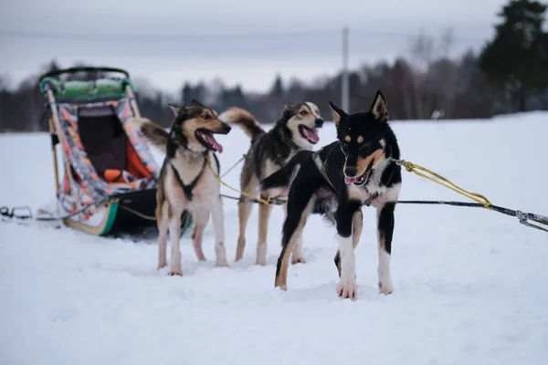 Three Alaskan Huskies Standing Harness Waiting Start Race Northern Breed — Zdjęcie stockowe