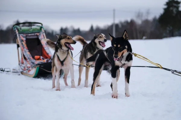 Tres Huskies Alaska Están Pie Arnés Esperando Inicio Carrera Raza —  Fotos de Stock