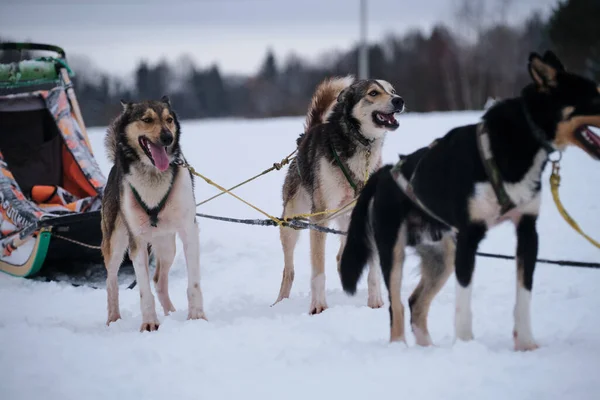 Three Alaskan Huskies Standing Harness Waiting Start Race Northern Breed — Stockfoto