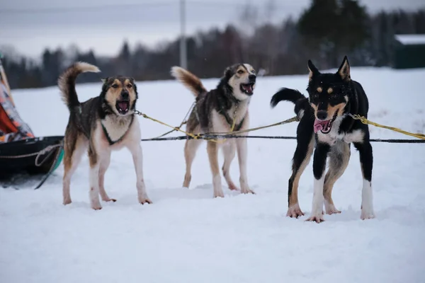 Three Alaskan Huskies Standing Harness Waiting Start Race Northern Breed — стоковое фото
