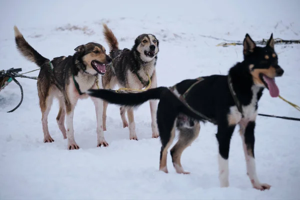 Three Alaskan Huskies Standing Harness Waiting Start Race Northern Breed — стоковое фото