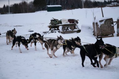 Alaskan huskies quickly run forward in harness with their tongues hanging out and eyes burning. The Northern breed of sled dogs, strong and hardy. The team is ready to win. The fastest dogs in the world.