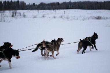 Alaskan huskies quickly run forward in harness with tongues hanging out. Northern breed of sled dogs, strong and hardy. Team is ready to win. Fastest dogs in world.