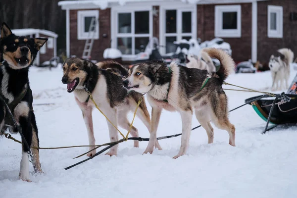 Alaskan Huskies Harness Waiting Start Race Northern Breed Sled Dogs — стоковое фото