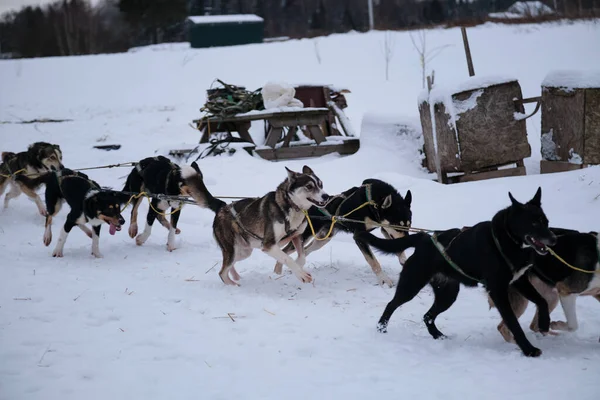 Alaskan Huskies Quickly Run Forward Harness Tongues Hanging Out Eyes — Stockfoto