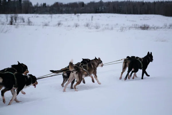 Alaskan Huskies Quickly Run Forward Harness Tongues Hanging Out Northern — стоковое фото