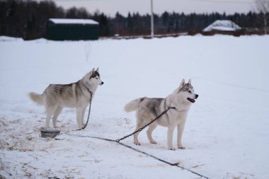 Two Siberian huskies of gray white color with brown eyes stand in winter on snow of special steak out chain and look away. Very beautiful northern fluffy purebred dog. Strong and hardy.