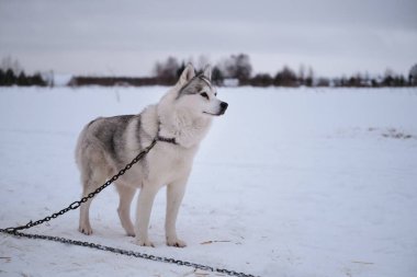 Siberian husky gray white color with brown eyes stands on special chain steak out in winter in snow. Very beautiful northern fluffy purebred dog. Strong and hardy.
