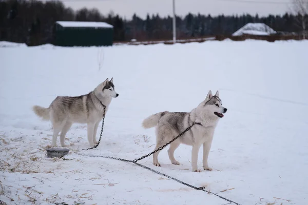 Two Siberian Huskies Gray White Color Brown Eyes Stand Winter — Zdjęcie stockowe
