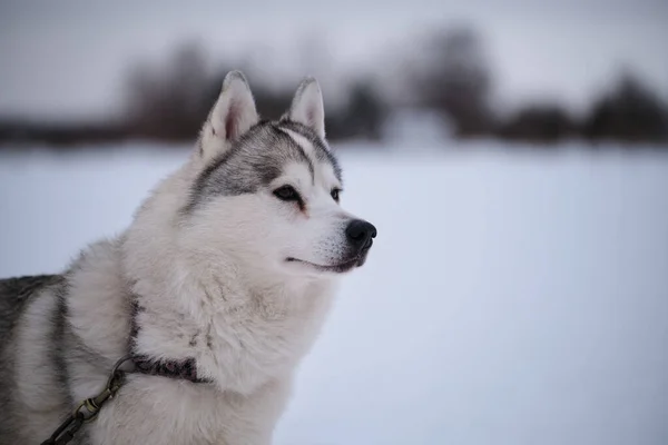 Siberian Husky Gray White Color Brown Eyes Stands Special Steak — Stock Photo, Image