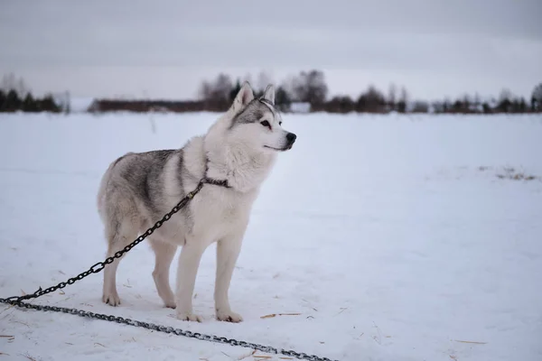 Siberian Husky Gray White Color Brown Eyes Stands Special Chain — Fotografia de Stock