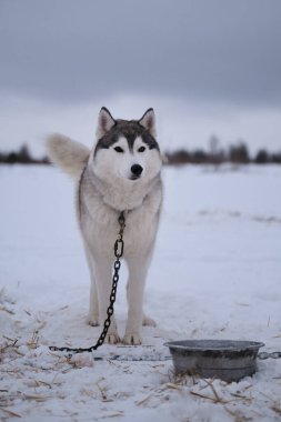 Siberian husky gray white color with brown eyes stands on special chain steak out in winter in snow. Very beautiful northern fluffy purebred dog. Strong and hardy.