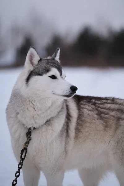 Siberian Husky Gray White Color Brown Eyes Stands Special Steak — Stock fotografie