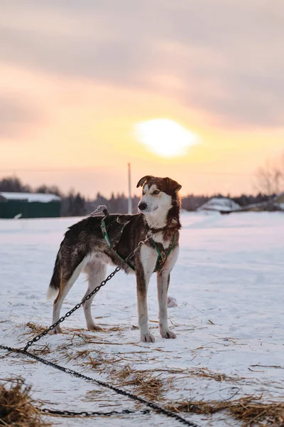 瘦小的灰混血儿带着挂着的耳朵正在休息 并获得了力量和能量 北方雪橇狗品种阿拉斯加胡斯基在比赛开始前被拴在雪地里吃牛排 — 图库照片