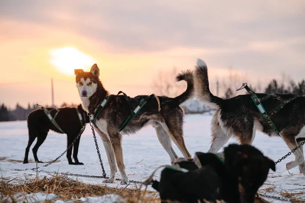 Dogs Gain Strength Running Training Northern Sled Dog Breed Alaskan — Stock Photo, Image