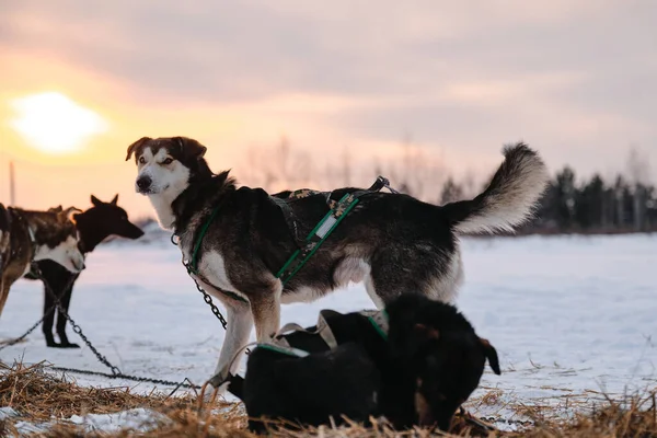 Собаки Набираются Сил Тренируясь Северосани Породы Хаски Аляски Прикованы Цепью — стоковое фото