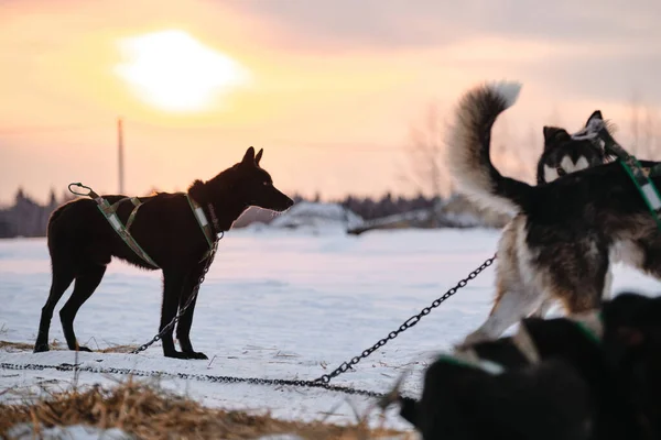 Honden Krijgen Krachttraining Noordelijke Sledehond Ras Alaskan Husky Geketend Aan — Stockfoto