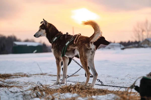 Psy Zyskują Treningu Biegowym Północny Zaprzęg Rasy Alaskan Husky Jest — Zdjęcie stockowe