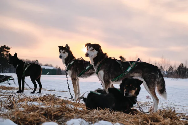 Los Perros Ganan Entrenamiento Fuerza Corriendo Raza Perros Trineo Del —  Fotos de Stock