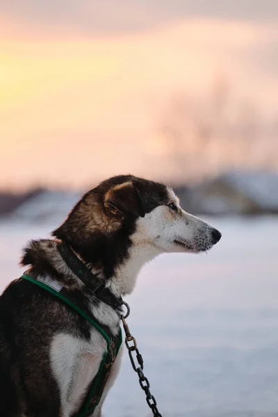北美雪橇犬品种阿拉斯加州胡斯基犬在比赛开始前被拴在雪地里吃牛排 — 图库照片