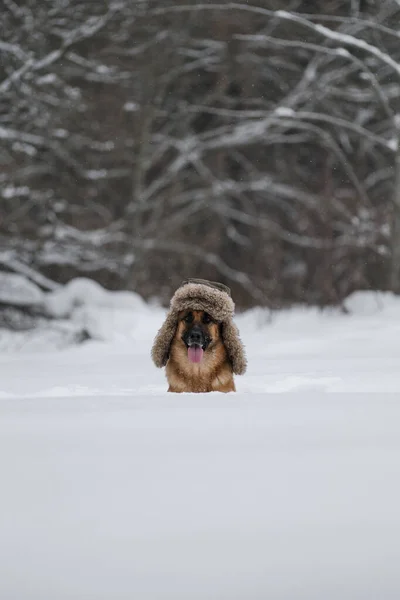 Pastor Alemão Cor Vermelha Senta Neve Inverno Poses Cão Chapéu — Fotografia de Stock