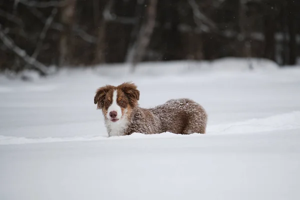 オーストラリアの子犬は冬に雪の中を歩く オーストラリアの羊飼いの赤い三色面白い突き出た耳を持つ若い犬です インテリジェントな外観と顔を持つチョコレート色の犬 — ストック写真