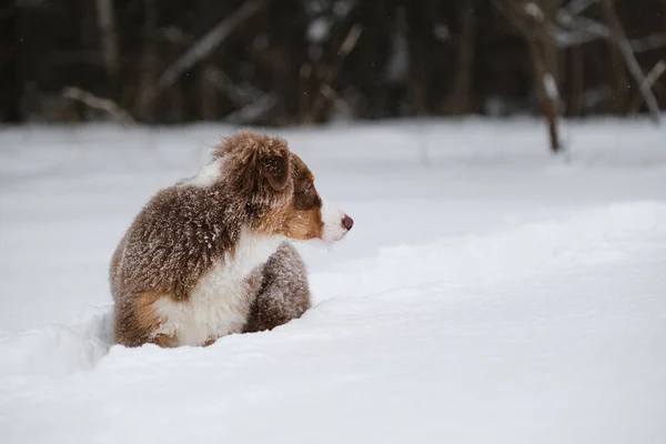 Aussie Cucciolo Cammina Nella Neve Inverno Australian Shepherd Tricolore Rosso — Foto Stock
