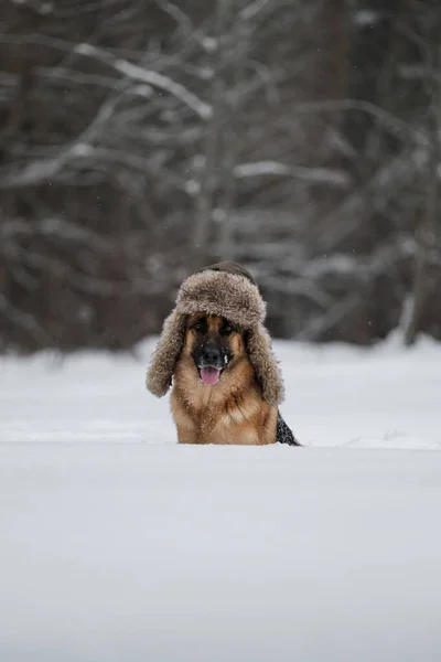 Duitse Herder Van Rode Kleur Zit Sneeuw Winter Poseert Hond — Stockfoto