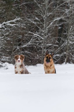 Karda iki çoban köpeği. Avustralyalı köpek yavrusu kırmızı üç renkli ve Alman çoban köpeği kış parkında yürüyor ve gülümsüyor. Avustralya çoban köpeği genç bir köpektir. Ormanın arka planındaki arkadaşlar.