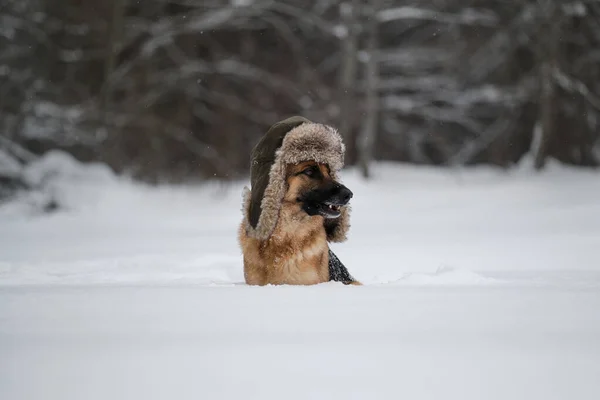 Немецкая Овчарка Красного Цвета Зимой Сидит Снегу Позирует Собака Шляпе — стоковое фото