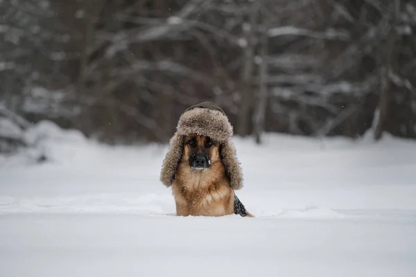 Owczarek Niemiecki Kolorze Czerwonym Siedzi Śniegu Zimie Stanowi Pies Kapeluszu — Zdjęcie stockowe
