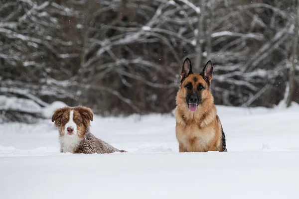 Two Sheepdogs Snow Aussie Puppy Red Tricolor German Shepherd Walk — Stock Photo, Image